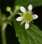 White avens